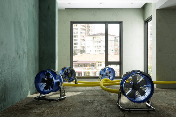 Best Ceiling water damage repair  in Fruitvale, CO